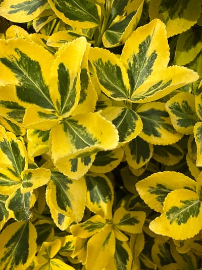 This is a close-up, overhead shot of variegated leaves, predominantly yellow with dark green markings. The leaves are ovate with slightly serrated edges and are densely packed, creating a textured surface. The lighting appears to be natural, casting subtle shadows that highlight the leaf surfaces and veins. The image focuses solely on the foliage, with no background or context visible. The location of Užliekniai, Lithuania, is not determinable from the visual information in the image.