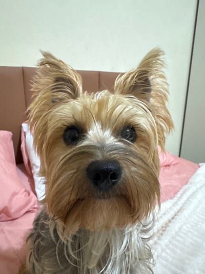 A close-up, slightly tilted, eye-level shot of a Yorkshire Terrier dog. The dog is predominantly tan with darker areas towards the rear. It has dark eyes and a wet, black nose. The dog appears to be on a bed with pink and white linens. A light-colored wall is visible in the background. There is no information to indicate that this image was taken in Cabo Frio, Brazil.