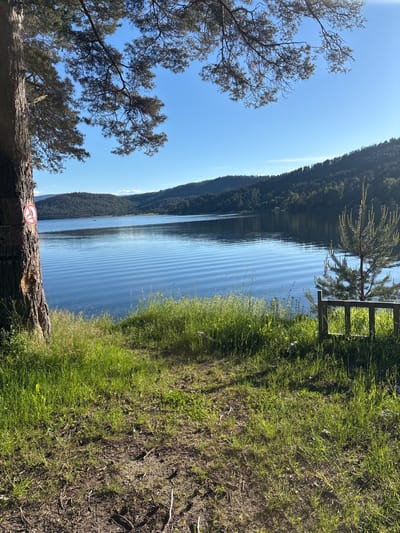 The image depicts a serene lake scene with lush green grass in the foreground and rolling hills covered in trees in the background. The lake's surface is calm, reflecting the clear blue sky and creating a rippling pattern of light. A large tree trunk stands to the left, adorned with a circular red and white sign that prohibits something, though the specific prohibition is unclear. Further to the right, a small wooden fence encloses a young pine tree. The overall atmosphere is one of natural tranquility under a bright, sunny sky. The city of Sv. Konstantin, Bulgaria, is not visible in this image.