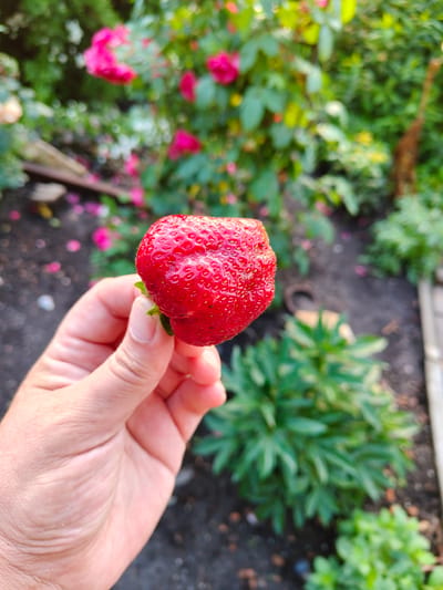 A close-up, vertical shot shows a hand holding a plump, ripe strawberry in an outdoor garden. The strawberry is a vibrant red with visible seeds and a green stem. The hand, with its skin texture clearly defined, is positioned in the lower left quadrant of the image.

The background is a soft blur of green foliage and pink roses, suggesting a warm, sunny day in a garden. The ground appears to be dark soil, with scattered fallen rose petals and some green plants growing. The overall impression is one of abundance and the freshness of a garden harvest. The scene evokes a sense of natural beauty and the simple pleasure of picking fresh fruit. There is no visible text in the image.