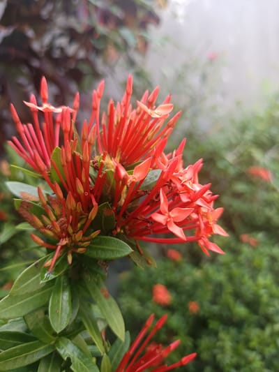 The image displays a close-up, shallow-depth-of-field photograph of vibrant red flowers and buds belonging to a flowering plant, likely an Ixora species. In the foreground, multiple clusters of bright red blossoms are visible. Individual flowers feature four petals arranged in a star pattern, with elongated tubular structures extending from their centers. Numerous unopened, pointed red buds are clustered among the open flowers, particularly prominent on the left and central areas. The plant exhibits dark green, ovate leaves with visible venation, some displaying minor brown discoloration or spots. The background is significantly blurred, showing indistinct masses of green foliage and hints of additional red floral shapes further in the distance. The upper-left background includes darker, possibly reddish-brown foliage. A diffused, bright area occupies the upper-right background, suggesting ambient light. No human subjects, animals, or specific man-made objects are discernible. The visual information within the image does not provide sufficient detail to ascertain the specific location of Ouderkerk aan de Amstel, Netherlands.