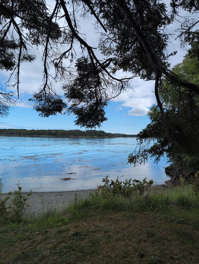 The image shows a natural scene at the coast, likely in West Isles Parish, Canada, characterized by a body of water, a shoreline, and overhanging tree branches. The water is a vibrant blue with some areas of lighter reflection, suggesting a clear sky with scattered clouds. Patches of seaweed are visible on the surface of the water. The shoreline is composed of small stones and pebbles, with lush green vegetation growing along its edge and on the sloping ground in the foreground. Dense trees and foliage are present on the right side of the image, with some of their branches extending into the frame from the top, creating a shadowed canopy. The distant horizon features a line of trees, indicating a forested mainland or island. The overall impression is one of a tranquil, natural coastal environment.