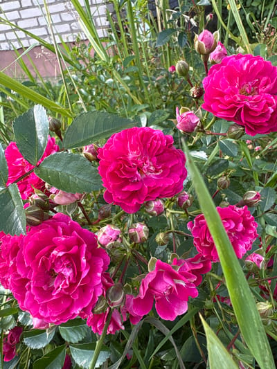 In a garden setting with a brick wall in the background, a cluster of vibrant pink roses is in full bloom. The roses, some fully open and others in bud, showcase intricate petal formations. Dark green leaves and slender blades of grass surround the flowers, creating a lush, natural backdrop. The lighting suggests an outdoor daytime scene.