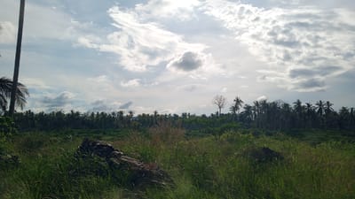 The image depicts a rural landscape in Kubu, Indonesia, under a cloudy sky. The foreground is dominated by tall, green grass and a large, weathered log lying on the ground. Beyond the grassy field, a dense forest of coconut palm trees stretches across the horizon, forming a dark green band against the sky. A few scattered trees, including a bare, skeletal tree, stand out amidst the palms.
The sky is a mix of blue and white, with large, cumulus clouds casting shadows. Sunlight filters through the clouds, creating a bright, dappled effect in some areas, particularly in the upper portion of the image. This suggests it is daytime, likely late morning or early afternoon, with the sun at a moderate angle. The overall mood of the scene is peaceful and serene, characteristic of a tropical countryside. There are no people or animals visible in the image. No text is present.