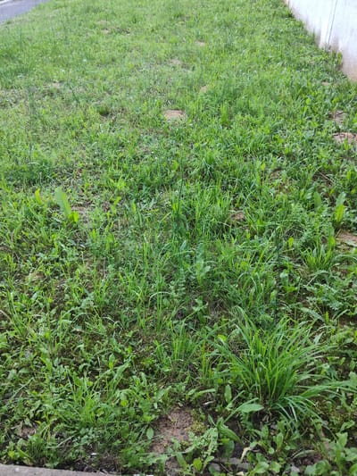 This media file captures a patch of overgrown grass next to a light-colored wall. The grass is a mix of different species and heights, with some areas appearing thicker and more verdant than others. There are also some patches of bare earth visible throughout the grass. In the foreground, the edge of what appears to be a paved surface, possibly a sidewalk or road, is visible. The overall scene is natural and unkempt, suggesting an outdoor setting that has not been recently maintained. The lighting suggests it is daytime, and there are no prominent weather indicators. The location context indicates the image was taken in Shklow, Belarus. No people, objects, text, or specific events are discernible in the image.