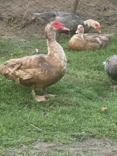 In the foreground, a large Muscovy duck with brown and white plumage stands on a grassy area. Its face is characterized by prominent red caruncles around its eyes and beak. Behind this duck, other ducks are visible. One duck in the middle ground has predominantly white plumage with red markings on its face, and another appears to be dark gray. In the background, a wire fence separates the grassy area from a patch of dirt and vegetation. The scene depicts a rural or semi-rural environment, possibly a farmyard or a backyard, in Vălcineț, Moldova.