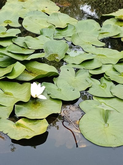 The image shows a close-up, overhead view of a pond filled with water lily pads and one white water lily flower. The water lily pads are large, round, and a vibrant green, with some areas appearing slightly yellowed or showing water droplets. The water itself is dark and reflects the surrounding environment, including what appears to be trees and sky. A thin, dark brown stem or root is partially submerged in the water to the right of the flower. The scene is likely a natural pond or a well-maintained garden feature within the city of Évreux, France, possibly in a park or botanical garden. There are no people or animals visible in the image.