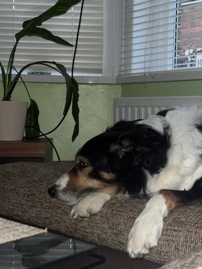 The image depicts an indoor domestic scene located in Dorchester, United Kingdom. The primary subject is a medium-sized canid, likely a Border Collie or similar breed, displaying a black, white, and tan coat pattern. The animal is positioned in a recumbent state, resting on a textured, light brown upholstered surface, consistent with a sofa or armchair. Its head is resting down, facing the left side of the frame, with its forepaws extended forward. The eyes are partially open, revealing brown irises.
In the background, a wall painted a light, mottled green is visible. Above this, a white-framed window equipped with horizontally slatted white Venetian blinds extends across the upper right portion of the image. Through the partially open blinds, an indistinct view of an exterior building or structure is discernible. Below the window, a white panel radiator is partially visible against the green wall. To the left, a large-leafed plant in a white cylindrical pot rests on a dark wooden stand. A clear, circular glass coaster is placed on the white windowsill behind the plant. The scene is illuminated, casting soft shadows, indicative of either natural light diffused through the blinds or an internal light source. No human subjects are present.