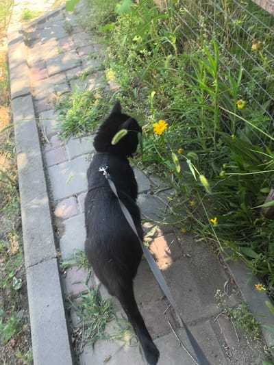 A black cat wearing a black harness and leash walks on a brick pathway outdoors. The cat is facing away from the camera and to the right, towards a patch of green grass and yellow flowers. The pathway is bordered by a concrete edge and more grass and vegetation on the right, with a wire fence visible in the background. The scene appears to be in a natural, outdoor setting, possibly a park or a backyard.