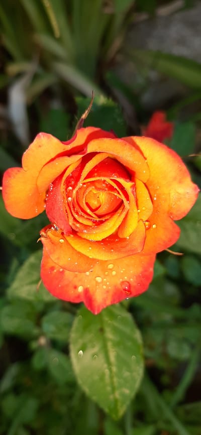 A close-up, top-down view of a vibrant orange and yellow rose with water droplets on its petals. The rose is in focus, with its intricate spiral pattern clearly visible. The background is softly blurred, featuring green foliage and hints of other plants. The overall impression is one of natural beauty, possibly captured in a garden setting. There is no indication of a specific location within Былина Снт, Russia. The scene depicts a single, inanimate object (a rose) in a natural environment.