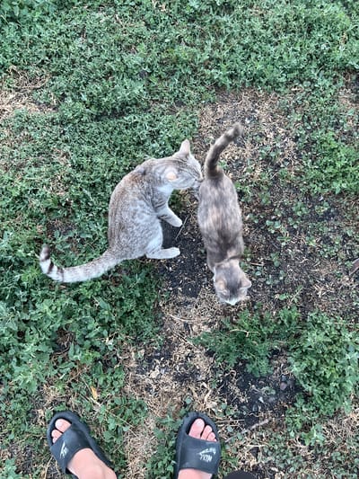 In Oktyabrskoye, Kazakhstan, two cats are in close proximity on a patch of ground covered with sparse green vegetation and dry grass. One cat, a tabby with grey and black stripes, is crouched and appears to be interacting with another cat. The second cat, also a tabby with lighter brown and grey markings, is positioned above and to the right of the first cat, facing away from the camera with its tail raised. Both cats are on the ground. In the foreground, the feet of an individual wearing black slide-on sandals are visible, indicating the presence of a person. The environment suggests an outdoor setting.