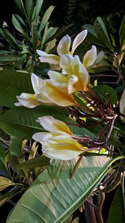 This image shows a close-up of a cluster of white and yellow Plumeria flowers hanging from a branch. The flowers are in various stages of bloom, with some fully open and others still budding. They are surrounded by large, glossy green leaves. The background is dark, suggesting that the photo was taken at night, possibly with artificial lighting illuminating the flowers.
The scene is set in a natural environment, likely a garden or park, given the presence of flowering trees. The lighting creates a dramatic effect, highlighting the delicate petals of the Plumeria flowers against the dark backdrop. The texture of the leaves, with their prominent veins, is also clearly visible. There are no people or text visible in the image. The overall impression is one of serene natural beauty, captured in a moment of quiet illumination. The location context of Bireuenmeunasahdayah, Indonesia, suggests a tropical setting where Plumeria flowers are common.