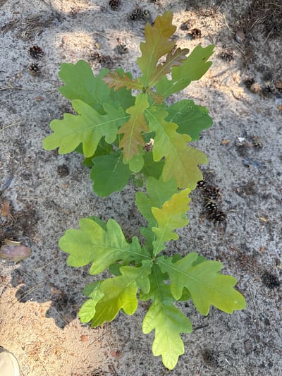 In Korobivka, Ukraine, a close-up, top-down shot captures two young oak saplings growing in sandy soil littered with pinecones and dry pine needles. The saplings, with their distinctive lobed leaves, exhibit a gradient of green and brown hues, indicating new growth and possibly some early stages of autumn. One sapling appears slightly larger and more established than the other. The ground is textured with sand, creating dappled shadows from unseen light sources, suggesting an outdoor, possibly wooded, environment. The scene is devoid of human presence or any visible human activity.