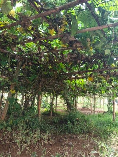 A dense network of bamboo poles forms an overhead trellis, heavily laden with verdant vines and their broad leaves. Some leaves exhibit a yellowing hue. Underneath, slender bamboo poles act as vertical supports, creating rows and columns. The ground is partially covered in green vegetation, some of which are weeds. A patch of bare, reddish-brown soil is visible in the foreground. The overall scene depicts a shaded agricultural structure, possibly a gourd or squash farm.