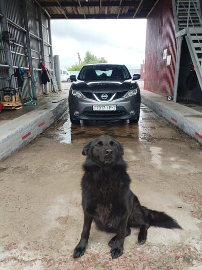 A black, long-haired dog sits on a concrete floor in what appears to be a covered area, possibly a car wash or garage, in Вароніцкі сельскі Савет, Belarus. The dog is facing the camera with its mouth slightly open. Behind the dog, a dark gray Nissan Qashqai is parked. The car has a license plate that reads "BY 7017 IP-2". The environment is wet and appears to be outdoors or in an open structure with a corrugated metal roof overhead and ribbed metal siding on the right. There are concrete barriers with red markings along the sides of the area where the car is parked. Various equipment, including a yellow pressure washer, hoses, and a ladder, are visible on the left side of the frame. The sky is overcast.
