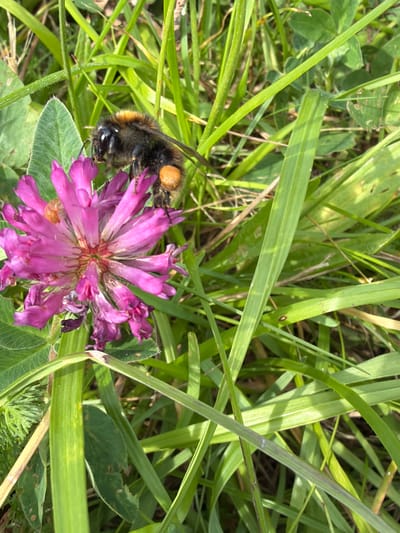 The image shows a close-up view of a bumblebee on a pink clover flower amidst green grass. The bumblebee, with its fuzzy body and distinct yellow and black markings, is positioned on the flower, its legs and proboscis visible. It appears to be collecting nectar or pollen. The clover flower is in full bloom, with its characteristic spherical head composed of many small florets. The surrounding environment is natural, with tall blades of grass and some foliage creating a blurred background. The lighting suggests it is daytime, with sunlight illuminating the scene. There are no indications of a city environment or specific landmarks of Saulkalne, Latvia. The image is an outdoor nature shot focused on the interaction between the insect and the flower.