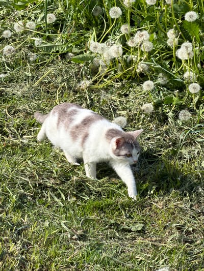 A gray and white cat is lying on its side in a patch of grass mixed with dandelions. The cat has one paw extended upward. The photo was taken in daylight, likely outside. The location is Ol'khovo, Russia.
