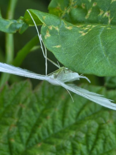 A small white moth is perched on a green leaf, its wings outstretched. The moth's body is light green and its wings are translucent, with delicate veins visible. The leaf is broad and veined, with some brown spots. The background is a blur of green foliage. The location is the city of Bolshiye Kharlushi, Russia.