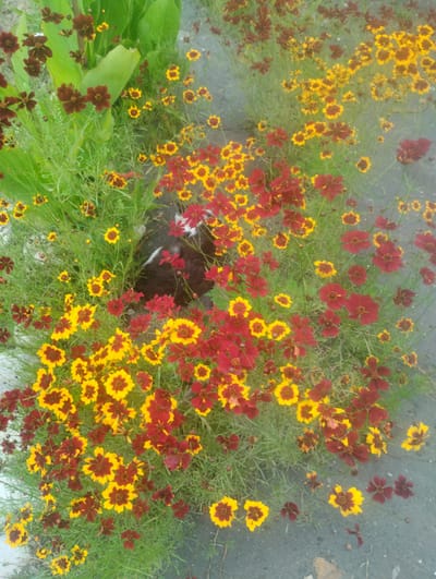 A high-angle shot captures a patch of colorful flowers, a mix of red and yellow blossoms, with green foliage and a dark, fuzzy shape of a dog partially visible beneath the blooms. The scene is located in Bandza, Georgia, on a paved surface, likely a sidewalk or pathway, with some gray concrete visible. The dog, appearing to be dark brown or black with white markings, is lying down and partially obscured. The flowers, with their distinct petals, create a vibrant contrast against the green grass and gray ground.