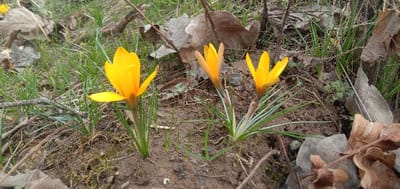 A ground-level photograph depicts three yellow crocus flowers blooming in the city of Charshanba, Uzbekistan. The leftmost flower is fully open, exhibiting vibrant yellow petals. To its right, two additional crocus flowers, with yellow to orange-yellow petals, appear partially open, one slightly behind the other. All three plants feature slender, green, grass-like leaves emerging from the base. They grow from dark brown soil, which is interspersed with patches of short green grass and moss. Numerous dry, light brown leaves and several small, bare twigs are scattered across the foreground and background. The scene is illuminated by natural light, and no human figures or manufactured objects are visible.