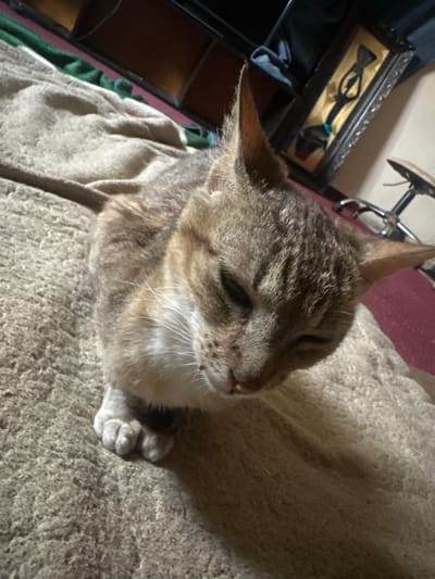 The image shows a tabby cat lying on a textured, light brown blanket. The cat is mostly in focus and is looking down with its eyes partially closed. Its fur is a mix of brown, grey, and white, with distinct tabby markings on its face and body. One of its front paws is visible, resting on the blanket. In the background, a dark wooden framed object with a metallic inlay is visible. To the right, a portion of a metallic chair leg and seat is also visible. The overall environment appears to be indoors, possibly a room in Jos, Nigeria, given the context of the question. The lighting is dim.