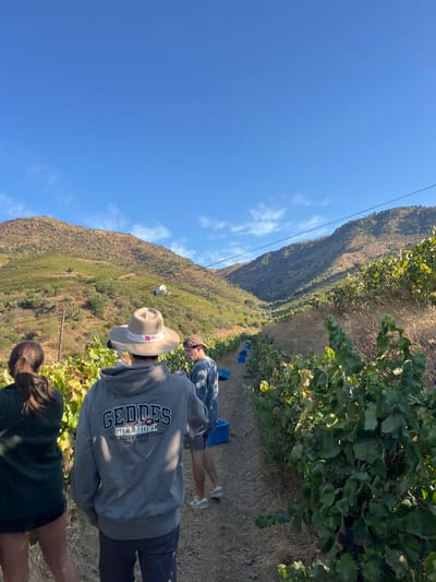 The image presents a sunlit vineyard scene in Carrazeda de Ansiães, Portugal. Three individuals are positioned in the foreground and mid-ground, observed primarily from behind. The person on the far left has dark hair and wears a dark garment. The central figure wears a light-colored straw hat with a red and white band, along with a grey hooded sweatshirt displaying "GEDDES GILLMORE AUSTRALIAN SKI TEAM" on the back. To their right, a third person, with short dark hair, wears a light blue long-sleeved shirt, patterned shorts, and white athletic shoes, appearing to look downwards or towards the vines.
The immediate environment consists of rows of grapevines with vibrant green leaves and visible clusters of dark grapes. A dirt path separates the vine rows, and several blue plastic crates are scattered along the path and within the vineyard, suggesting grape harvesting activity. The background is dominated by a series of steep, terraced hillsides covered with extensive vineyards and areas of dry, scrubby vegetation. A small, white structure is visible on a distant hillside. The sky above is clear and blue with sparse, wispy white clouds. Two thin, dark power lines are visible horizontally in the upper portion of the sky. The overall lighting indicates a clear day.