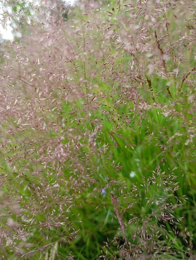 This is a close-up, shallow depth-of-field photograph of a patch of feathery grass with developing seed heads. The grass stalks and their delicate, reddish-brown seed clusters fill the frame, creating a soft, bokeh effect in the background of blurred green foliage. The light suggests it could be daytime, with soft, diffused light indicating perhaps an overcast sky or dappled shade. The overall impression is one of natural beauty and the subtle details of a meadow or field. There are no people or recognizable objects other than the grass itself. There is no visible text in the image. The location context is Detkino, Russia.