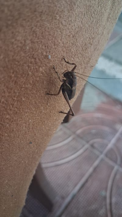 A close-up, eye-level, medium shot shows a dark brown cricket perched on a textured, beige surface that appears to be fabric or a similar material. The cricket is positioned in the lower left portion of the frame, facing towards the left. Its body is elongated and segmented, with prominent legs bent as if ready to jump. Two long antennae extend forward from its head, one clearly visible and the other slightly obscured.

The background is out of focus, but suggests an outdoor or semi-outdoor setting. To the right of the cricket, a patterned surface with curved lines and a grid texture is visible, possibly a tiled patio or walkway. The lighting suggests it is daytime, with soft natural light. No people are visible in the image. The overall mood is neutral, focused on the insect and its immediate surroundings. There is no visible text in the image. The location context is Marchevo, Bulgaria.