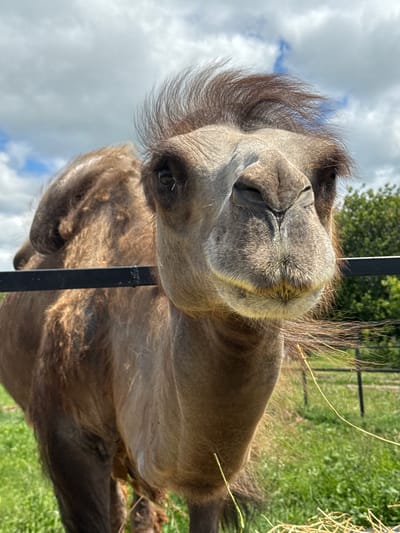 A close-up, low-angle, outdoor photograph captures a camel's face and upper body. The camel, with its brown fur and distinct hump, is positioned in the foreground, peering directly at the camera. A black metal fence runs horizontally across the mid-section of the image, partially obscuring the camel. Behind the camel, a grassy field with scattered wildflowers and a line of trees forms the background. The sky above is partly cloudy, with white clouds against a blue expanse. The image's composition, lighting, and focus suggest it was taken on a sunny day. The scene appears to be set in a rural or park-like environment, consistent with an animal enclosure. There is no indication of the city of Tri Ozera, Russia.