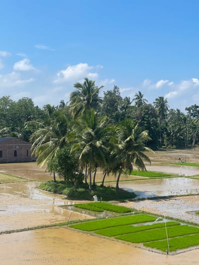 The image displays an elevated view of an agricultural area in Mns Asan, Indonesia, under a bright blue sky with scattered white cumulus clouds. The foreground and midground feature numerous rectangular rice paddies. Some paddies are flooded with muddy-brown water, while others contain uniformly arranged patches of vibrant green, newly planted rice seedlings. Central to the scene is a small, irregular landmass densely populated with approximately eight to ten mature coconut palm trees and smaller green foliage. To the far left, a single-story brick building with a dark roof and several windows is partially visible behind trees. In the distance, a dense line of tropical trees, primarily palms, forms the horizon. To the far right, within the flooded paddies, a small, open-sided shelter or hut is situated, with a lone human figure seated or standing beside it. A white object, consistent with a scarecrow, is present in one of the planted paddies near the central island of palms. Thin bamboo stakes are visible protruding from various paddy sections.