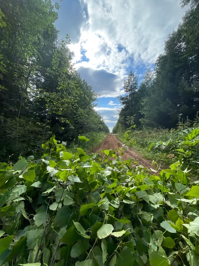 A dirt road winds through a dense forest in Kstininskogo Doma Otdykha, Russia. The road is flanked by tall, lush green trees on both sides, creating a tunnel-like effect. In the foreground, a pile of green branches and leaves partially obstructs the view of the road. The sky above is a mix of blue patches and white, fluffy clouds, with sunlight breaking through in places. The overall impression is one of a natural, somewhat secluded setting.