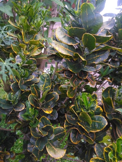 The image displays a close-up of a dense, variegated foliage plant, likely a croton (Codiaeum variegatum), situated in the city of Kamnik, Slovenia. The leaves are predominantly dark green, ovate, and exhibit irregular yellow or golden-yellow margins and scattered yellow speckles. Several younger, lighter green leaves are visible at the growing tips. The plant occupies the majority of the frame, with other green foliage, including a distinctive palmate leaf resembling that of a papaya plant, visible in the upper left background. Out-of-focus tree trunks or branches are discernible behind the main plant, and a light-colored, indistinct background element, possibly a building or wall, is visible through gaps in the foliage. No individuals, animals, or specific actions are depicted. The environment is outdoor, suggesting a garden or natural setting.