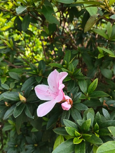 A pink azalea flower is nestled amidst dark green foliage. The flower has three prominent petals and is partly closed, with a bud nearby. The leaves surrounding the flower are glossy and varied in size. A background of blurred green foliage suggests a lush garden setting.