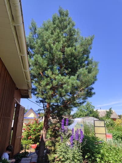 In Sovetsko-Nikol'skoe, Russia, a low-angle, full shot captures a backyard scene under a clear blue sky. A wooden house with a light-colored soffit and a white gutter system occupies the left foreground. A tall pine tree dominates the center of the frame, its green needles extending towards the sky. In the midground, a red rose bush is in full bloom, complemented by purple delphinium flowers. Behind these, a greenhouse with a translucent covering and a yellow-framed door stands. The background features more greenery, including other trees and bushes, and glimpses of rooftops of distant houses. A child, partially visible on the lower left, is seated and appears to be engaged in an activity.