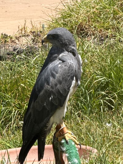 An overhead shot depicts a gray bird of prey perched on a textured surface. The bird is mostly gray with some white markings. Its feet are visible, gripped around a padded perch. The bird and perch are resting on grass. Part of a wooden or composite surface is visible on the left, and a pink surface is on the right. The location appears to be in an outdoor setting. The city cannot be confirmed based on the provided image.