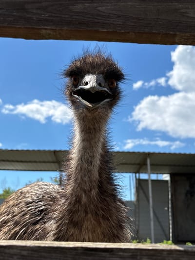 The image features a close-up, rotated portrait of an Emu, positioned as if its head is on the left side of the frame, looking directly at the viewer. The Emu's head and upper neck are central, framed by dark wooden structures that appear to be part of a fence or enclosure. The bird has a curious expression, with its mouth slightly agape, and its prominent brown eye is clearly visible. Its head and neck are covered in coarse, dark brown feathers that create a shaggy texture, with lighter grey skin around its beak.
Behind the Emu, a vibrant blue sky with scattered white clouds occupies most of the background, indicating daytime and clear weather. To the upper right, a portion of a building, likely a shed or barn with a metallic roof and structural beams, is visible. The setting suggests an outdoor environment, possibly a farm or animal sanctuary in Gay-Kodzor, Russia. No text is visible in the image.