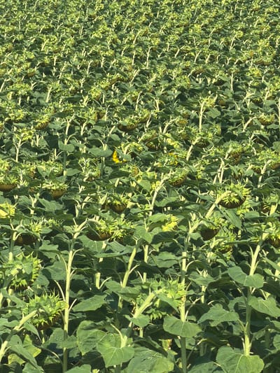 The image depicts a dense field of sunflowers in Drasenhofen, Austria. The sunflowers are predominantly in various stages of development, with many appearing to be immature buds or heads with developing seeds, rather than fully bloomed yellow flowers. The stalks are tall and green, with large, broad leaves. The overall impression is of an agricultural landscape. The lighting suggests it is daytime, likely under a clear sky, given the brightness and shadows cast by the plants. No people are visible in the frame. The scene is entirely natural, with the focus on the growth and texture of the sunflower plants.