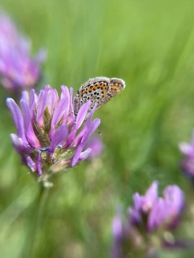 A close-up, blurred image shows a butterfly perched on a purple flower. The butterfly is small with intricate patterns on its wings, featuring a combination of white, brown, and orange. The flower appears to be a cluster of small purple petals. The background is a soft green, suggesting grass or other vegetation. The image is possibly taken in Popasne, Ukraine.