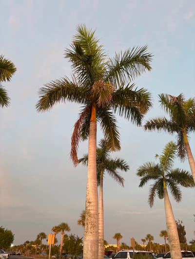 The image depicts a roadside scene lined with numerous palm trees in Siesta Key, United States of America. The sky is a pale blue with some wispy clouds, suggesting either early morning or late afternoon. The palm trees, predominantly royal palms, are tall with slender, segmented trunks and large, feathery fronds. Some fronds are brown and drooping, indicating age or shedding.
In the foreground, several large palm trees dominate the frame, viewed from a low angle looking upwards. To the left and right, smaller palm trees and other greenery are visible. The ground level, partially visible at the bottom of the image, shows a paved surface, likely a road or parking lot, with several vehicles parked and driving. Some of these vehicles are white SUVs and trucks. There are also streetlights and traffic signs visible along the road, indicating an urban or suburban setting. In the background, buildings with a light-colored facade can be seen peeking through the palm trees. There are no people clearly visible in the image. The overall impression is a typical Florida landscape with a focus on the distinctive palm tree vegetation lining a public thoroughfare.