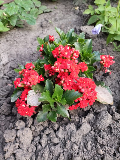 A cluster of vibrant red Kalanchoe flowers blooms in the rich, dark soil of a garden bed. The small, dense flowers are in various stages of development, with some fully open and others still in bud. Lush green leaves with serrated edges surround the blossoms, providing a striking contrast to their fiery color. The soil is rough and clumpy, suggesting it has recently been tilled or experienced some dry weather. In the background, hints of other greenery and a delicate, pale purple flower can be seen, hinting at a larger garden setting. The lighting suggests it is daytime, possibly late morning or early afternoon, with the sun casting soft shadows. The overall impression is one of natural beauty and the simple joy of a thriving plant in its outdoor environment. The scene is peaceful and serene, capturing a moment of botanical abundance in a garden in Podvirne, Ukraine. There is no visible text in the image.