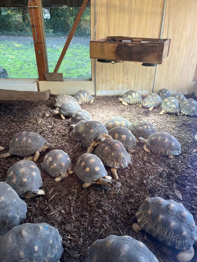 The image displays an indoor enclosure at a facility in Mulhouse, France, populated by approximately 30-40 radiated tortoises (*Astrochelys radiata*). The enclosure floor is covered with dark brown wood chip substrate. The tortoises exhibit dark grey to black carapaces with distinctive yellow or light-colored radiating starburst patterns; several possess small red or blue identification dots on their shells. Many are clustered beneath a wooden box fixture containing two circular heat or UV lamps, suspended from the ceiling by metal chains. A large window on the left side of the enclosure, supported by vertical wooden beams, offers a view of an outdoor area featuring green grass and trees. The rear and right walls of the enclosure are constructed from light-toned wooden paneling. No human subjects are present in the scene.