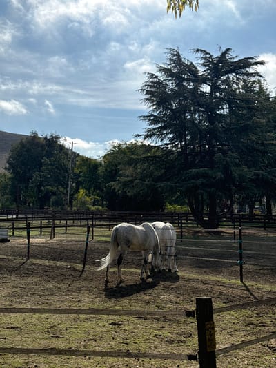 The image portrays an outdoor equestrian facility located in Pleasanton, United States. Two dappled gray horses are situated in a fenced enclosure, both with their heads lowered towards the ground, appearing to graze. The ground within the enclosure consists of packed dirt with sparse patches of dry grass. Multiple lines of fencing, comprising dark posts and horizontal wires or tapes, delineate the enclosure's perimeter. In the background, a large, dark evergreen tree dominates the right side of the frame, accompanied by additional trees and green foliage across the mid-ground. A utility pole with visible wires stands in the mid-left background. A significant, treeless hill is present in the far left background. The sky is partially covered with white clouds. Direct sunlight casts distinct shadows from the horses and fence posts.