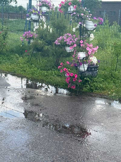 The image shows a street scene in Zaliznychne, Ukraine, after a rainfall. The foreground consists of a wet asphalt surface with several puddles reflecting the sky and a fence. In the midground, lush green grass and vegetation border the asphalt. A multi-tiered black metal stand displays several white planters filled with blooming petunias in various shades of pink, purple, and white. Some of the flowers are cascading over the edges of the planters. Behind the flowers and vegetation, a metal fence runs horizontally across the scene. In the background, a building with a dark roof and windows is visible, partially obscured by trees and the fence. The overall atmosphere is one of a damp, residential outdoor environment.