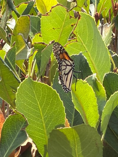 A monarch butterfly with black-veined orange and white wings is perched on a green leaf. The butterfly's body is black, and it has thin black antennae. The surrounding foliage consists of numerous green leaves, some with serrated edges and brown or dark tips, suggesting they might be slightly dried or damaged. The leaves are densely packed, creating a layered effect. Sunlight filters through the leaves, casting shadows and highlighting the textures and veins of the foliage. Some of the leaves appear glossy, while others have a matte finish. The overall impression is of a natural outdoor setting, likely a garden or a wooded area, bathed in natural light. The time of day appears to be either morning or late afternoon, given the warm, directional quality of the light. The scene evokes a sense of tranquility and the beauty of nature. No text is visible in the image.
