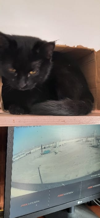 A black cat with yellow eyes peers out from inside a cardboard box. The box appears to be part of a partially constructed wooden frame. Beside the box is a computer monitor displaying surveillance footage, possibly of a beach or coastal area. The monitor has "Hikvision" printed on its side. The date visible on the monitor's display is "03-27 2020 for 18:26:15."