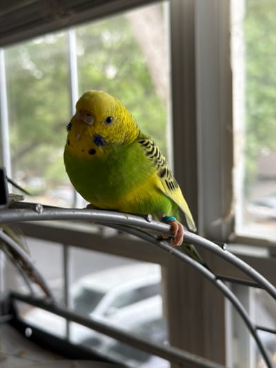 A budgerigar is perched upside down on a metal structure, its body angled downwards. The bird is predominantly yellow with green on its wings and back, featuring black stripes along its wings and head. It has small black eyes and a pink foot with a blue band around one of its toes. The background is blurred, showing greenery and what appears to be a window with white horizontal bars. The lighting suggests it is daytime, with soft light filtering in. The scene is indoors, possibly near a window, with the metal structure possibly being part of a cage or a decorative element. There is no visible text in the image.