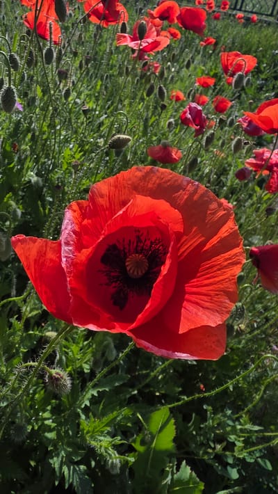 The image shows a field of red poppies, with one large poppy in the foreground dominating the view. The poppy has multiple layers of red petals and a dark, textured center. The background is filled with green foliage and numerous other poppies in various stages of bloom. The image appears to be taken in a field, possibly near Valchi Dol, Bulgaria, judging from contextual information. There is no evidence of human presence in the image.
