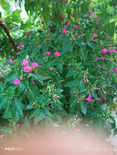The image captures a close-up view of a flowering plant with vibrant pink blossoms and lush green foliage. The flowers are trumpet-shaped with five petals and are clustered on thin stems. Some of the flowers are fully open, while others are still in bud. The leaves are heart-shaped and a deep green color, with some visible veins. The plant appears to be growing outdoors, with a suggestion of a garden setting due to the presence of other green foliage and a brown branch in the background. The lower part of the image is blurred and displays text in white indicating "POCO C65" on the left and a date "29.07.2026" with a time "20:22" on the right. The overall impression is one of natural beauty and the bloom of a garden plant. The location is specified as Beruniy, Uzbekistan.