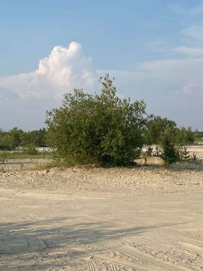 The media file captures an outdoor scene in Noyabrsk, Russia, with a focus on a sandy area that appears to be a dirt road or path. The orientation of the image is rotated 90 degrees clockwise, presenting the landscape vertically.
The dominant elements are the sandy ground, with visible tire tracks suggesting vehicle activity, and a cluster of lush green foliage, likely trees and bushes, growing along the edge of the sandy area. In the background, more trees are visible, creating a sense of a natural or semi-natural environment, possibly a park, a undeveloped area, or the outskirts of a town. The sky is predominantly blue with scattered white clouds, indicating fair weather. One large, fluffy cloud is particularly noticeable on the left side of the frame.
The lighting suggests it is daytime, likely late morning or afternoon, given the clear skies and the shadows cast by the foliage. There are no people visible in the image. The overall mood is tranquil and natural, with the tire tracks hinting at past or present human interaction with the environment. No text is visible in the media file.