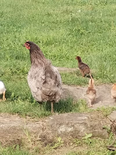 In Lagerevo, Russia, a flock of chickens grazes in a grassy field under a bright, natural light. The main subject, a large grey chicken with a dark head, stands prominently in the foreground. Its feathers appear ruffled, and its head is turned to the left, revealing red wattle and comb. To the right of the adult chicken, two smaller, brown and tan chicks are visible. One chick, slightly further away, is facing left, while the other, closer to the foreground, faces away from the viewer. In the far right of the image, a small portion of another chicken, possibly with orange and white plumage, is visible. The ground beneath the chickens is a mix of dirt and rough, light-colored stones. The background is dominated by lush, green grass, suggesting a rural or semi-rural setting within Lagerevo.